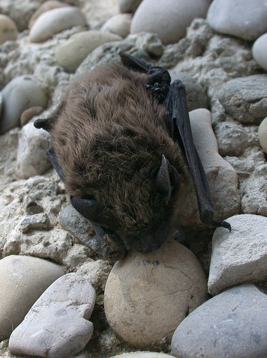 Pipistrello di Savi in difficolt